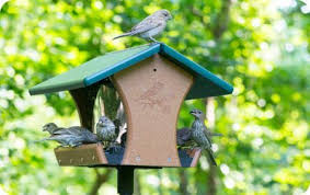 Wild Bird Feeders